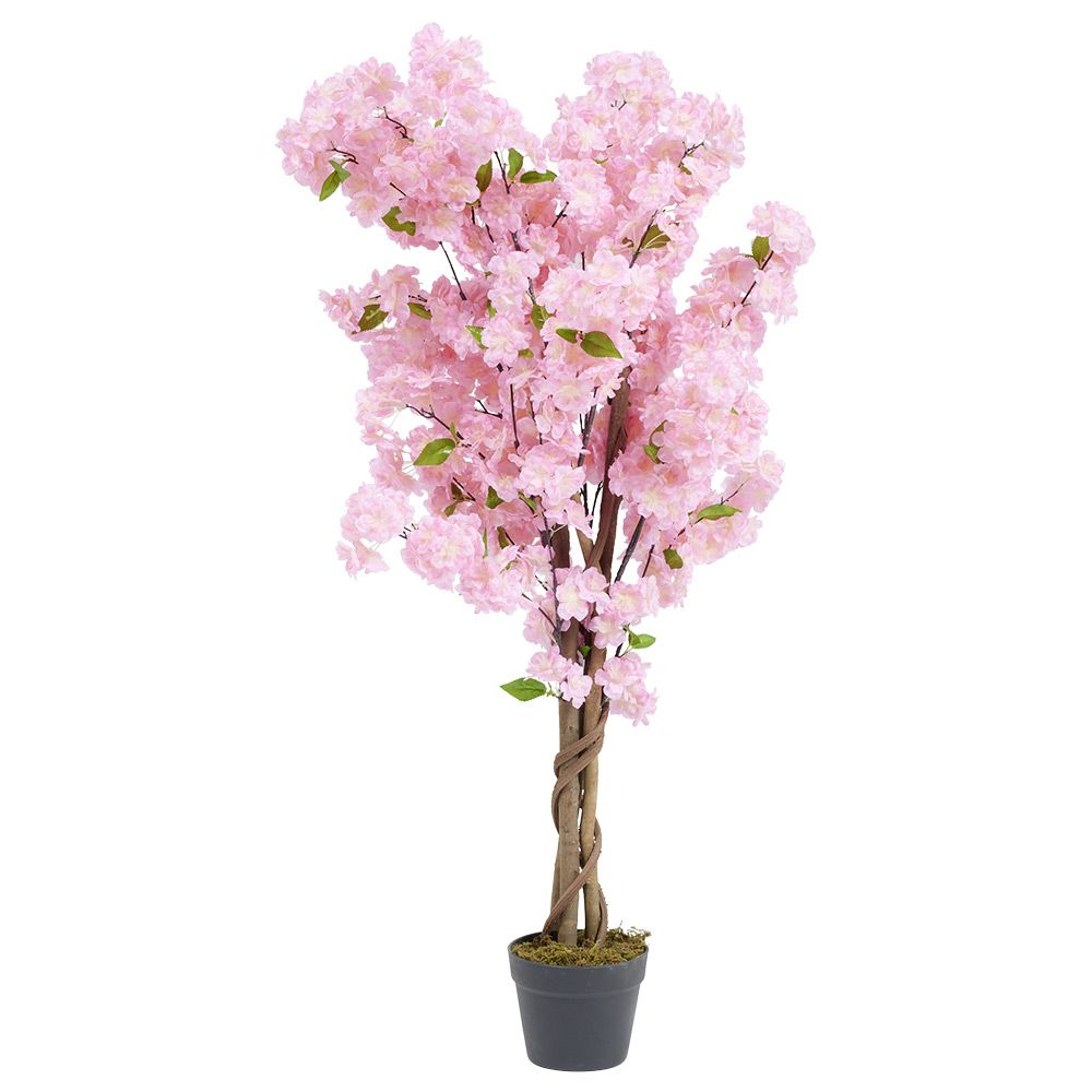 DRUNJE QERSHIE JAPONEZE H120