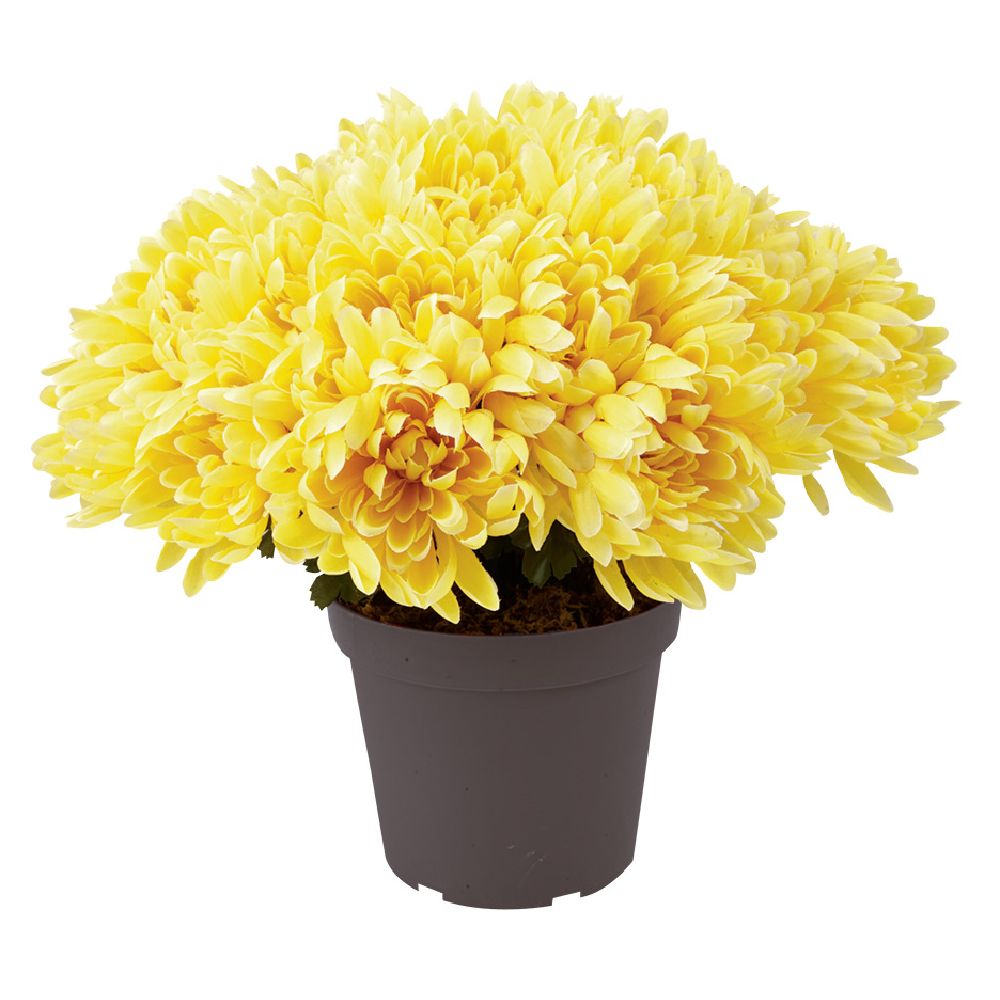Artificial Chrysanthemums in Pot - 29 Heads - Yellow