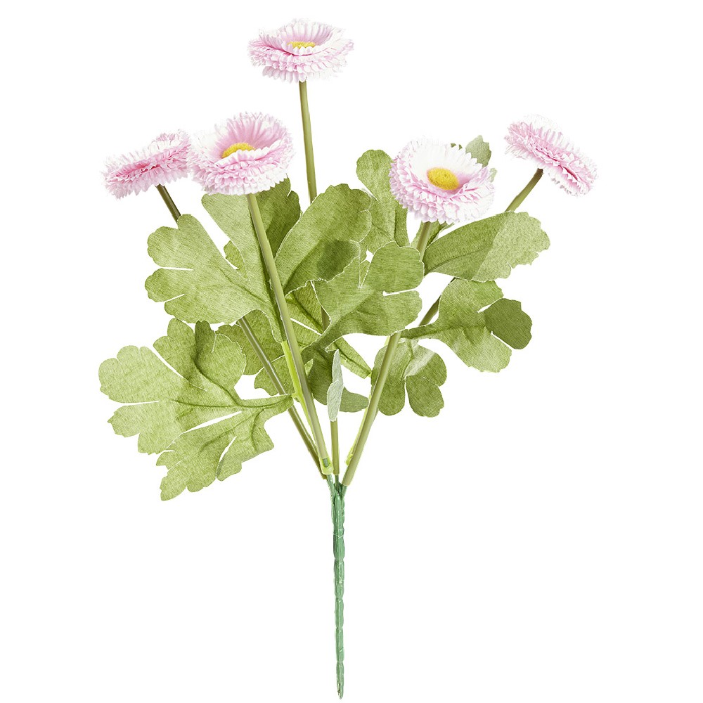 LULE KRIZANTEME TE HAPURA