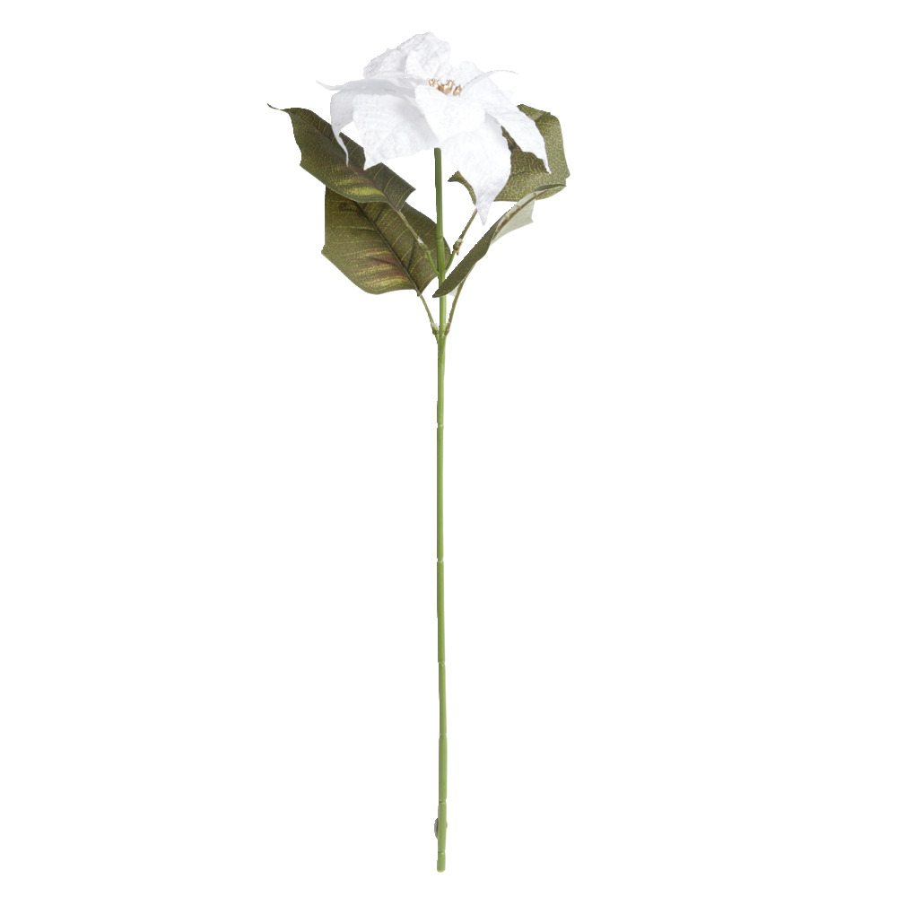 BIME ME DEGE POINSETTIA E KUQE OSE E BARDHE L13X1-2 MODELE